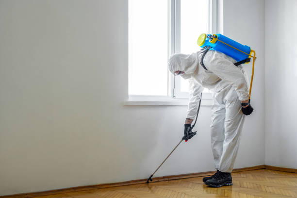 Best Flea Control Services  in Sun City, AZ