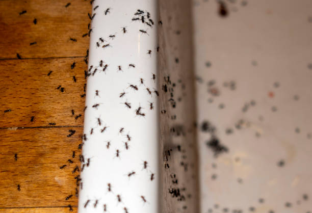 Best Pest Prevention Services  in Sun City, AZ
